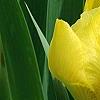 Iris 'Brassie', flowers
