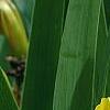 Iris 'Brassie', flowers