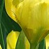 Iris 'Brassie', flowers