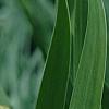 Iris 'Brassie', flowers