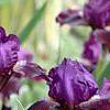 Iris 'Black Suede', habit