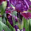 Iris 'Black Suede', habit