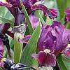 Iris 'Black Suede', habit