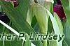 Iris 'Black Suede', habit