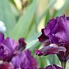 Iris 'Black Suede', habit
