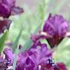 Iris 'Black Suede', habit