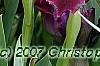 Iris 'Black Suede', habit
