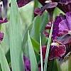 Iris 'Black Suede', habit