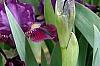 Iris 'Black Suede', habit