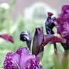 Iris 'Black Suede', habit