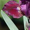 Iris 'Black Suede', flowers