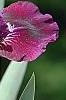 Iris 'Black Suede', flowers