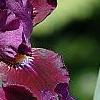 Iris 'Black Suede', flowers