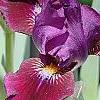 Iris 'Black Suede', flowers