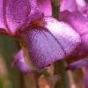 Iris x 'Cherry', flowers