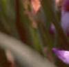 Iris x 'Cherry', flowers