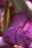 Iris x 'Cherry', flowers