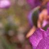 Iris x 'Cherry', flowers