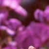 Iris x 'Cherry', flowers
