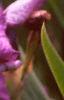 Iris x 'Cherry', flowers