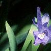 Iris cristata, habit