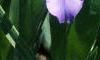 Iris cristata, habit