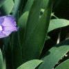 Iris cristata, habit