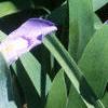 Iris cristata, habit