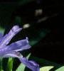 Iris cristata, habit
