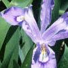 Iris cristata, habit