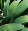 Iris cristata, habit