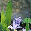 Iris cristata, habit