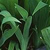 Iris cristata, habit