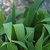 Iris cristata, habit