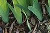 Iris cristata, habit