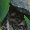 Iris cristata, habit