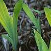 Iris cristata, habit
