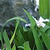 Iris cristata, habit