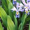 Iris cristata, habit
