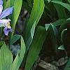 Iris cristata, habit