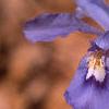 Iris cristata, flowers