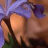 Iris cristata, flowers