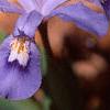 Iris cristata, flowers