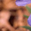 Iris cristata, flowers