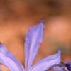 Iris cristata, flowers