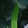 Iris cristata, flowers