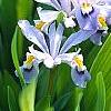 Iris cristata, flowers