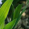 Iris cristata, flowers