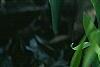 Iris cristata, flowers