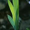 Iris cristata, flowers